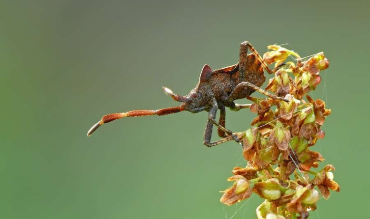 Coreus marginatus (Linnaeus, 1758)
