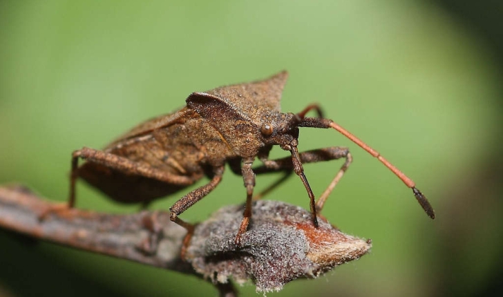 Coreus marginatus (Linnaeus, 1758)