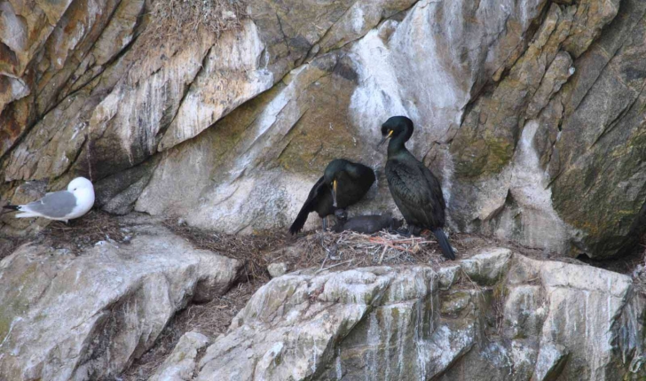 Phalacrocorax aristotelis (Linnaeus, 1761)