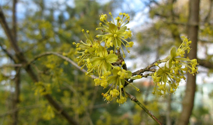 Cornus mas (L., 1753)