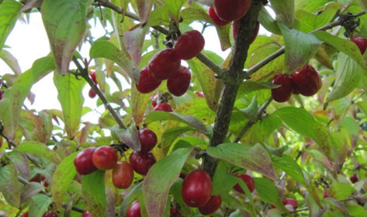 Cornus mas (L., 1753)