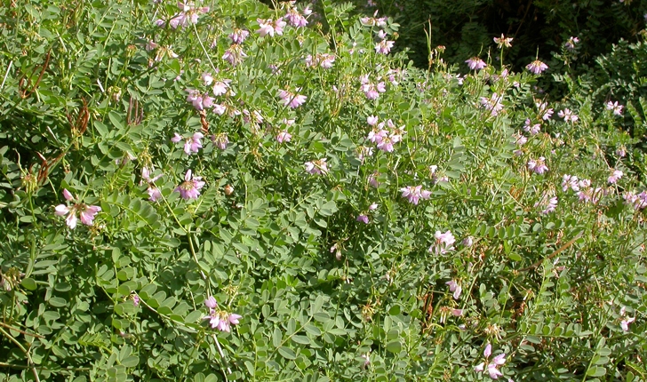 Coronilla varia