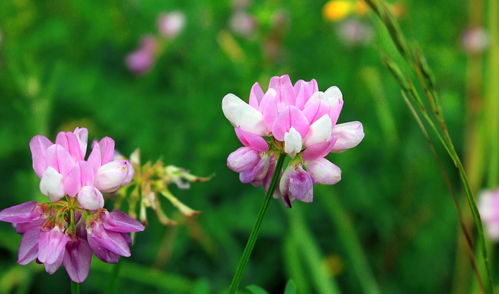 Coronilla varia