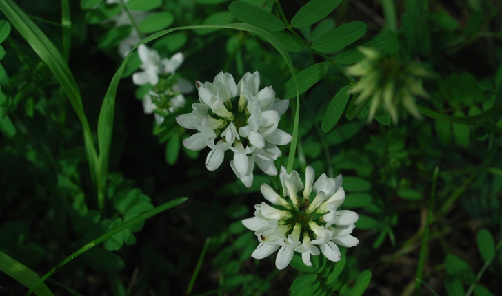 Coronilla varia