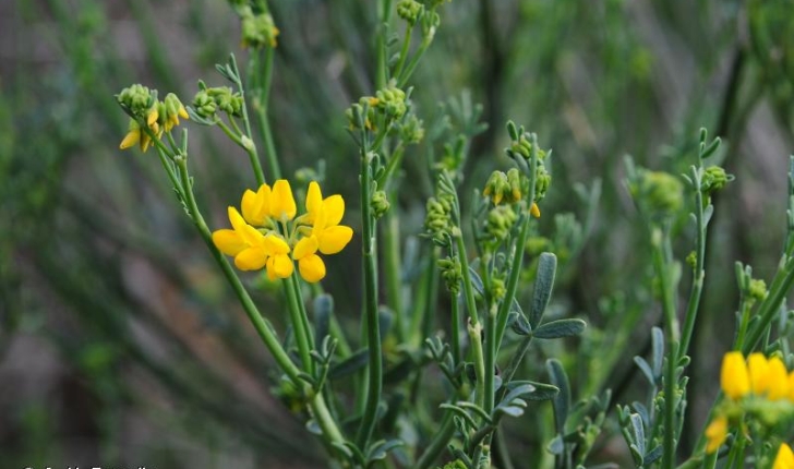 Coronille à tige de jonc - Coronilla juncea - crédit A H Paradis