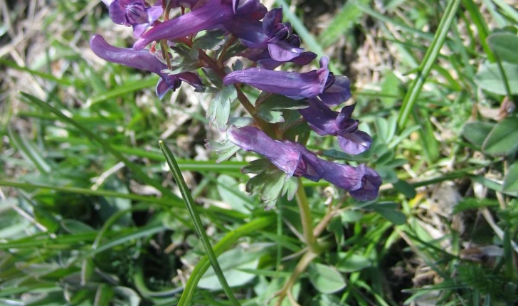 Corydalis solida (L.) Clairv.