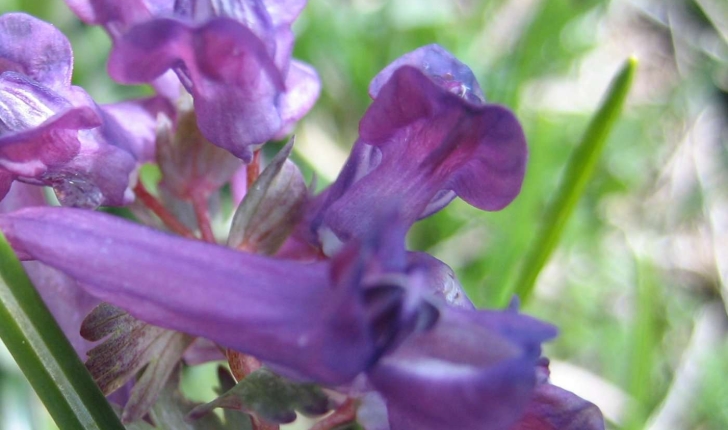 Corydalis solida (L.) Clairv.