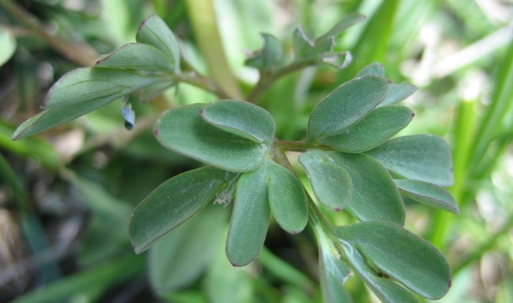 Corydalis solida (L.) Clairv.