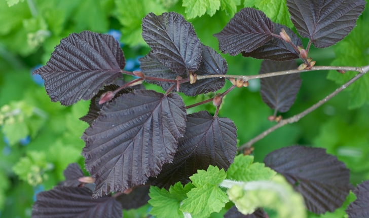Corylus maxima Mill.