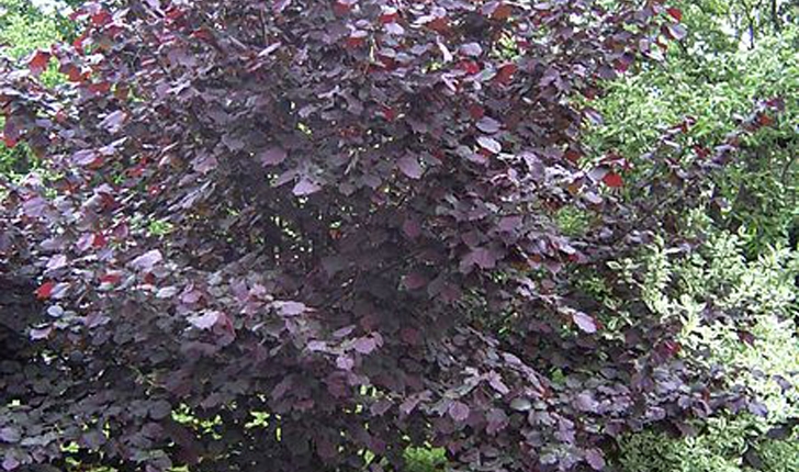 Corylus maxima Mill.