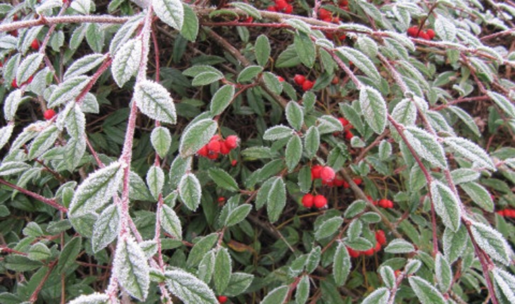 Cotoneaster salicifolius