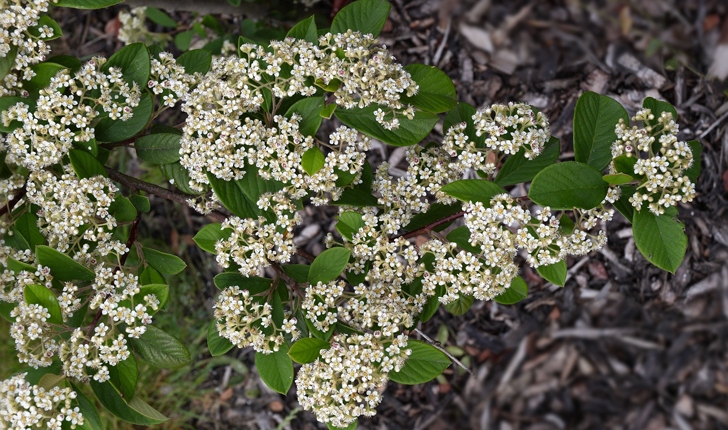 Cotoneaster lacteus