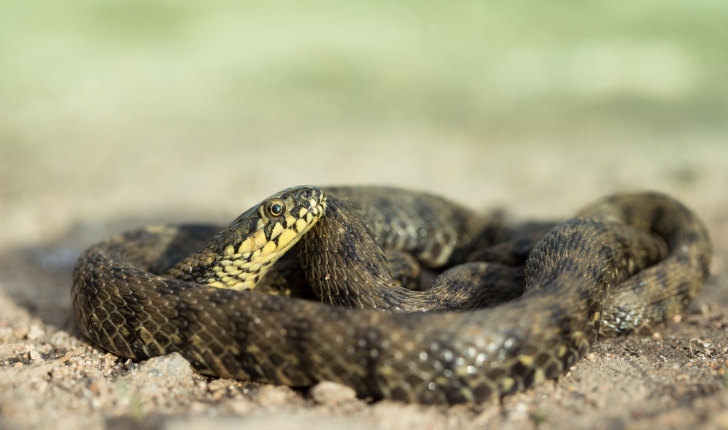 Natrix maura (Linnaeus, 1758)
