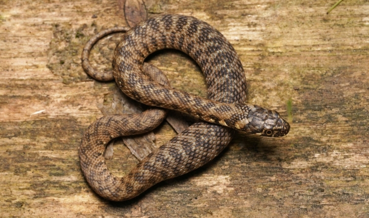 Natrix maura (Linnaeus, 1758)