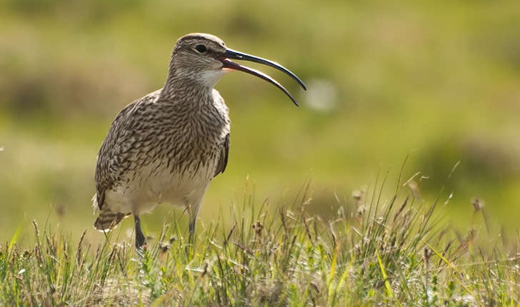 Numenius phaeopus (Linnaeus, 1758)