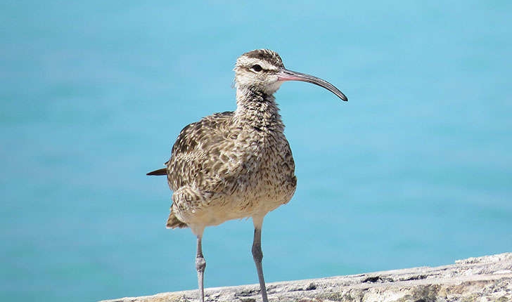 Numenius phaeopus (Linnaeus, 1758)