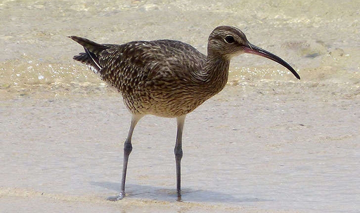 Numenius phaeopus (Linnaeus, 1758)