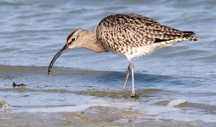 Numenius phaeopus (Linnaeus, 1758)