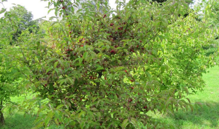 Cornus mas (L., 1753)