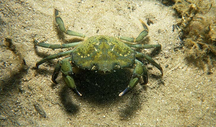 Carcinus maenas