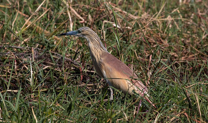 Ardeola ralloides (Scopoli, 1769)