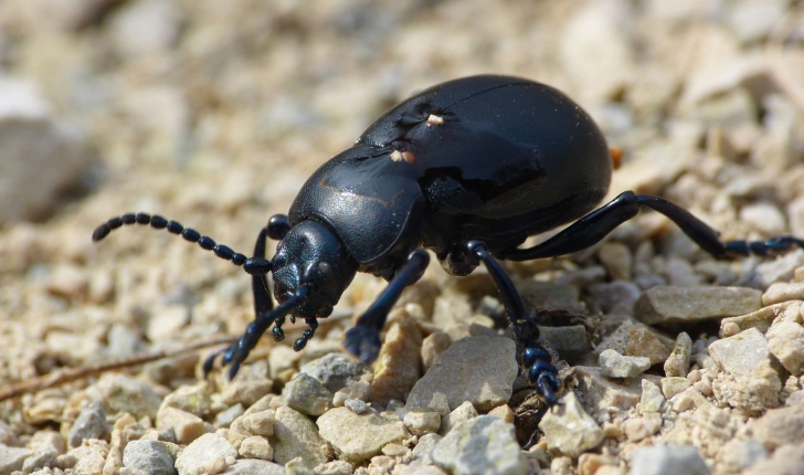 Timarcha tenebricosa (Fabricius, 1775)