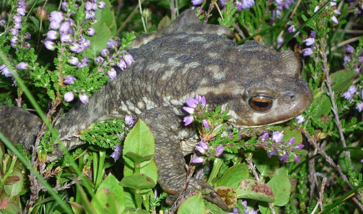 Bufo bufo (Linnaeus, 1758)