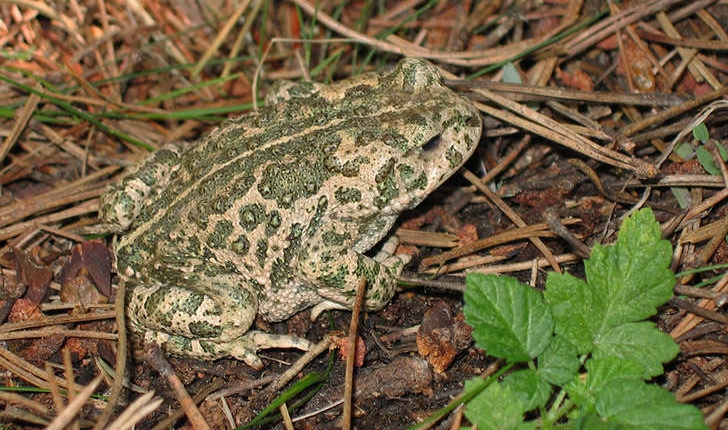 Epidalea calamita (Laurenti, 1768)