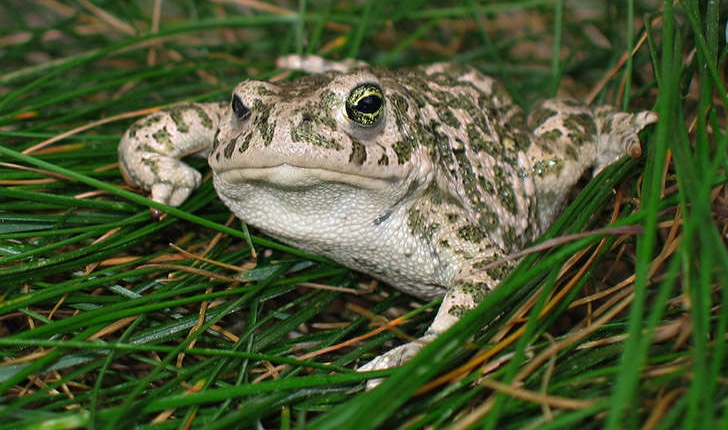 Epidalea calamita (Laurenti, 1768)