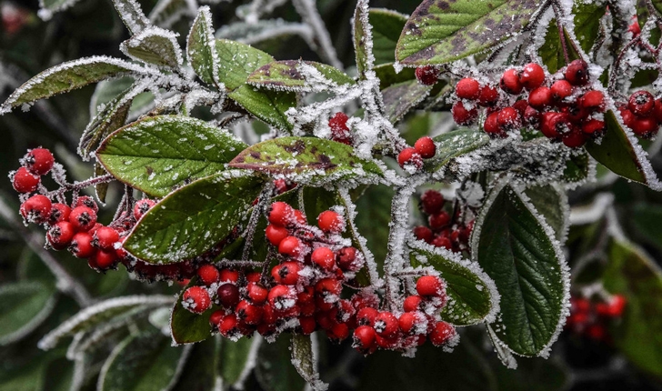 Cotoneaster lacteus