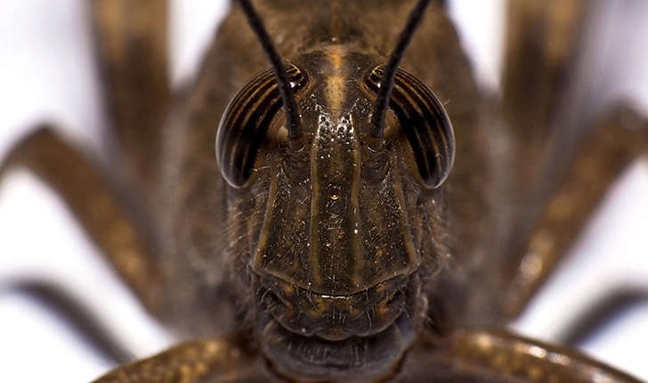 Anacridium aegyptium (Linné, 1764)
