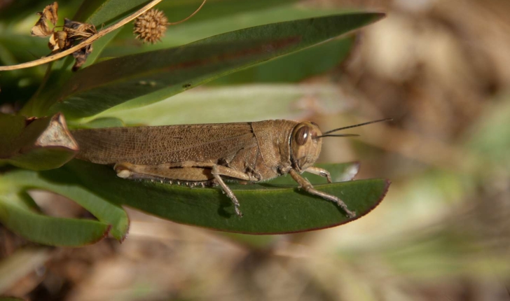 Anacridium aegyptium (Linné, 1764)