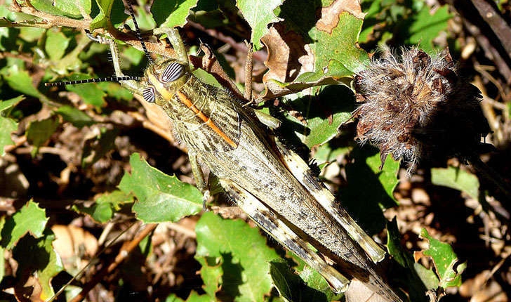 Anacridium aegyptium (Linné, 1764)