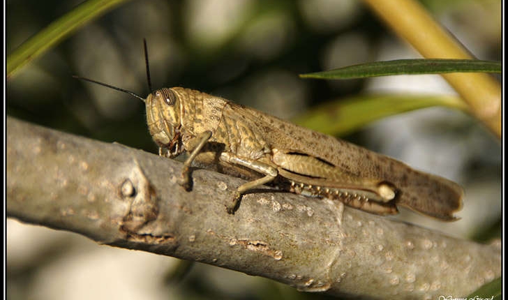 Anacridium aegyptium (Linné, 1764)