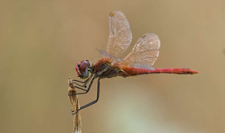Crocothemis erythraea (Brullé, 1832)