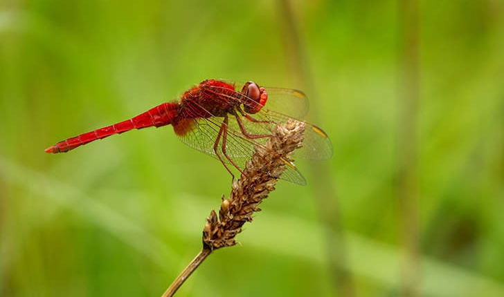 Crocothemis erythraea (Brullé, 1832)
