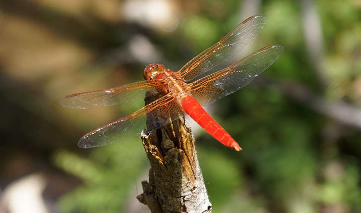 Crocothemis erythraea (Brullé, 1832)