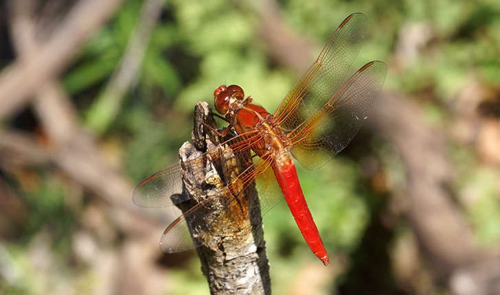 Crocothemis erythraea (Brullé, 1832)