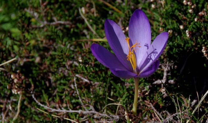 Crocus sp.