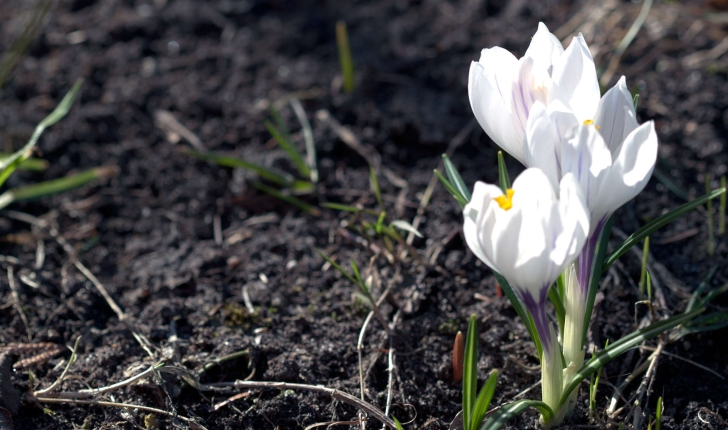 Crocus sp.
