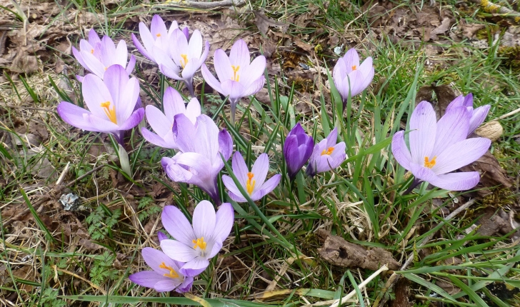 Crocus sp.