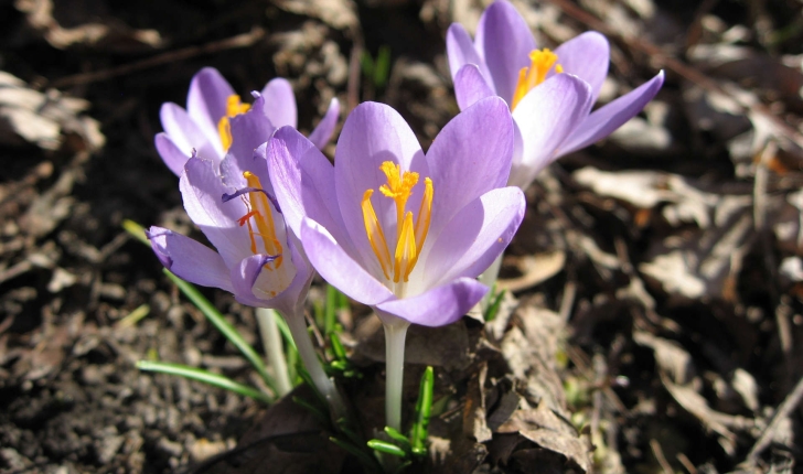 Crocus sp.