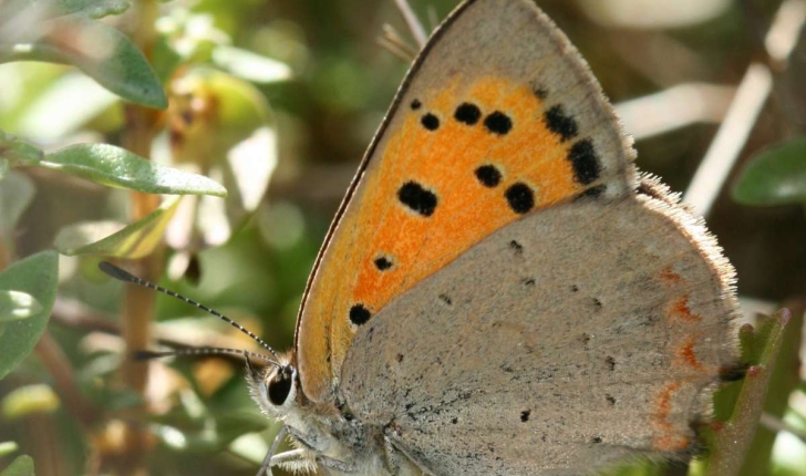 Lycaenidae