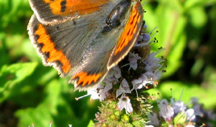 Lycaenidae
