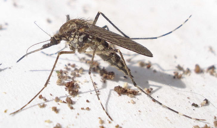 Culex pipiens (Linnaeus, 1758)