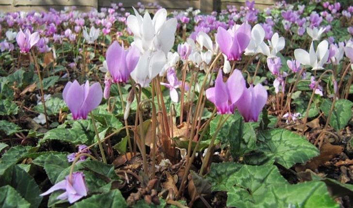 Cyclamen hederifolium