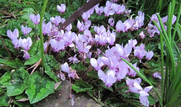Cyclamen hederifolium