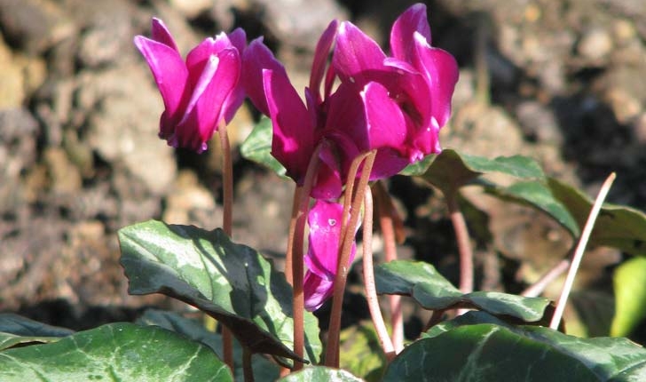 Cyclamen hederifolium