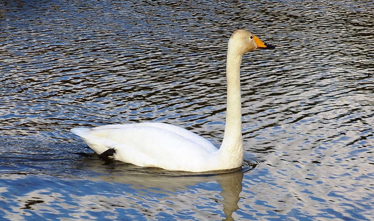 Cygnus cygnus (Linnaeus, 1758)