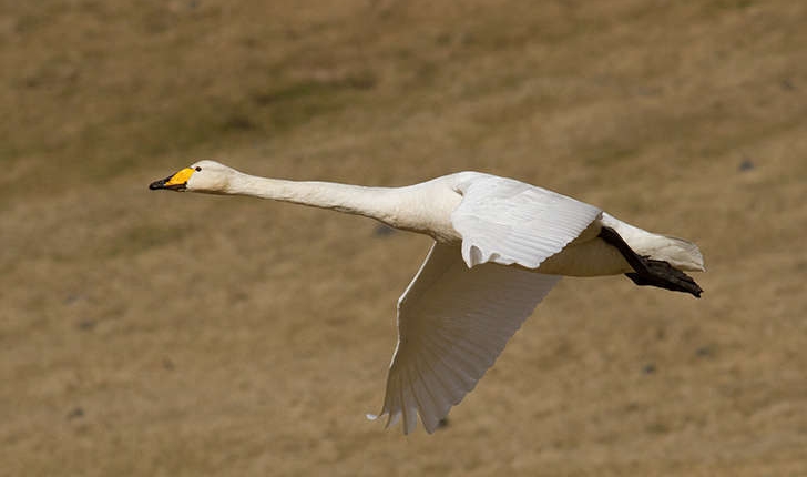 Cygnus cygnus (Linnaeus, 1758)
